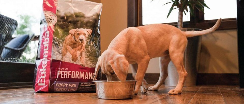 Unveiling the Delightful World of Red Flannel Dog Food