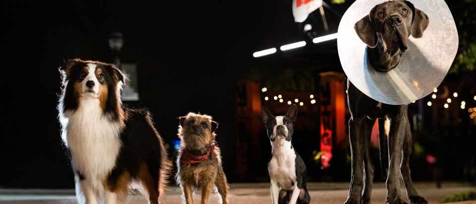 Unveiling the Ultimate Choice: Showtime Dog Food for Your Canine Companion