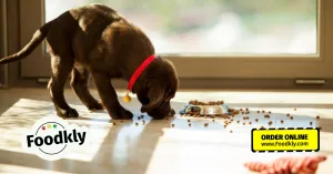 Can You Feed a Puppy Adult Dog Food A Chef's Guide to Canine Cuisine