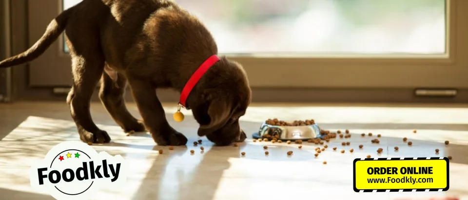 Can You Feed a Puppy Adult Dog Food? A Chef’s Guide to Canine Cuisine
