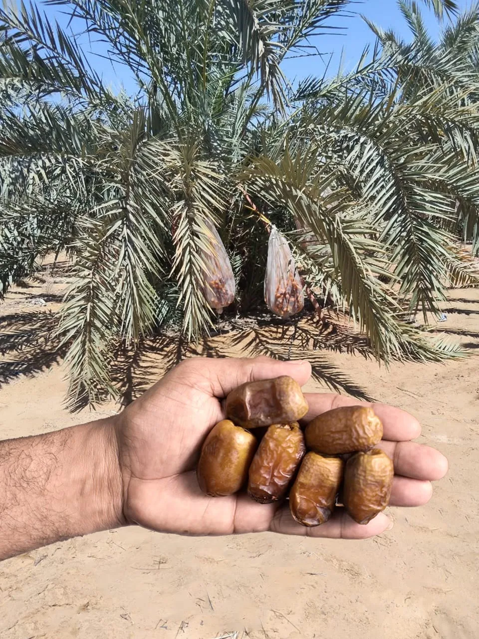 Buy Al-Ali Premium Dates 5kg in Ghana - Image 6
